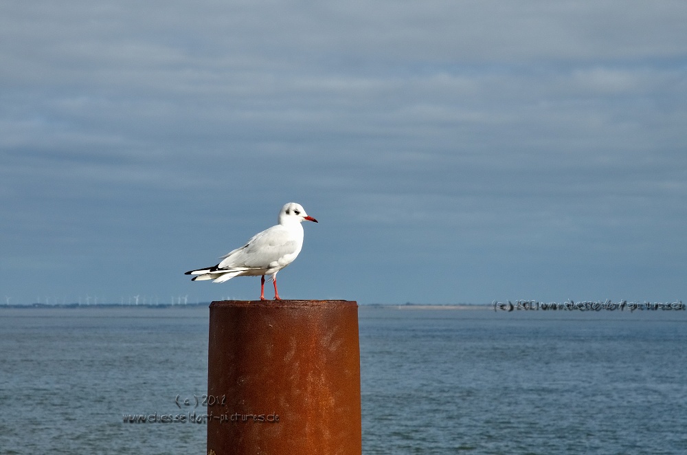 Sylt, einfach nur schön ! 