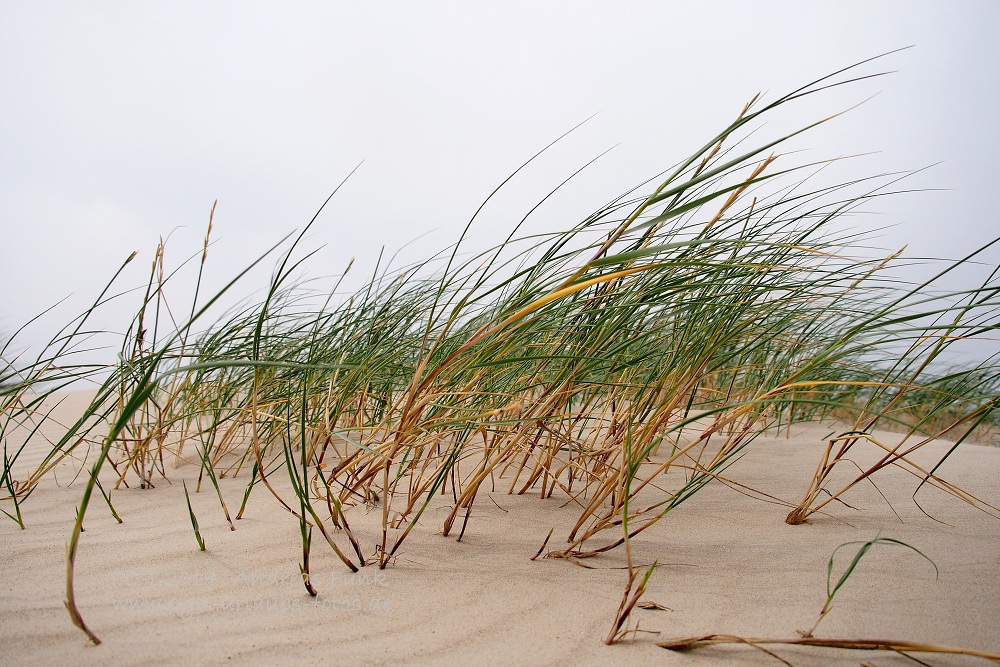 Amrum Wittdün August 2013