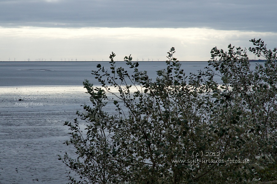 Sylt Braderup Heide Wattenmeer