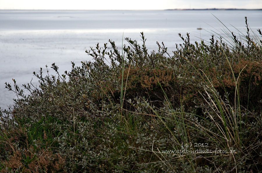 Sylt Braderup Heide Wattenmeer