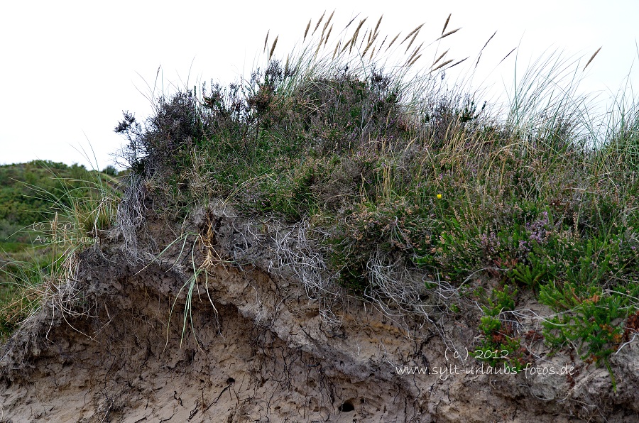 Sylt Braderup Heide Wattenmeer