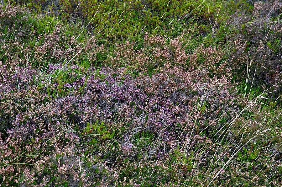 Sylt Braderup Heide Wattenmeer