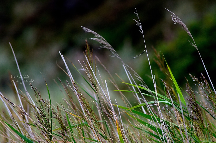 Sylt Braderup Heide Wattenmeer