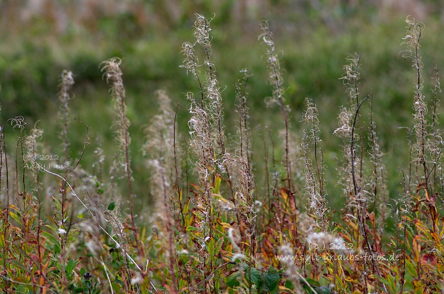 Sylt Braderup Heide Wattenmeer