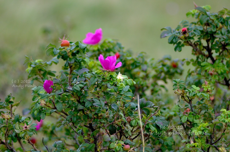 Sylt Braderup Heide Wattenmeer