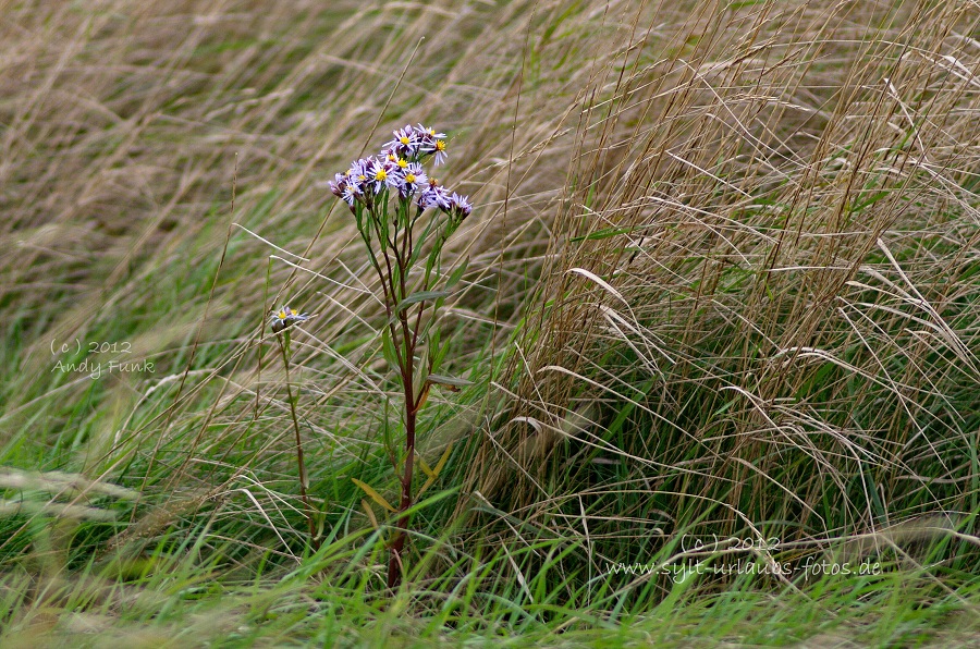 Sylt Braderup Heide Wattenmeer