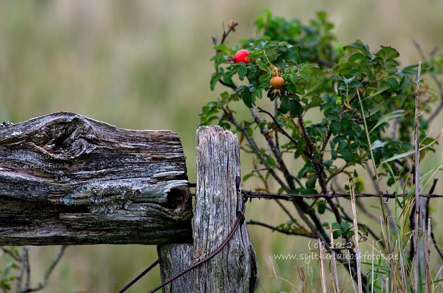 Sylt Braderup Heide Wattenmeer