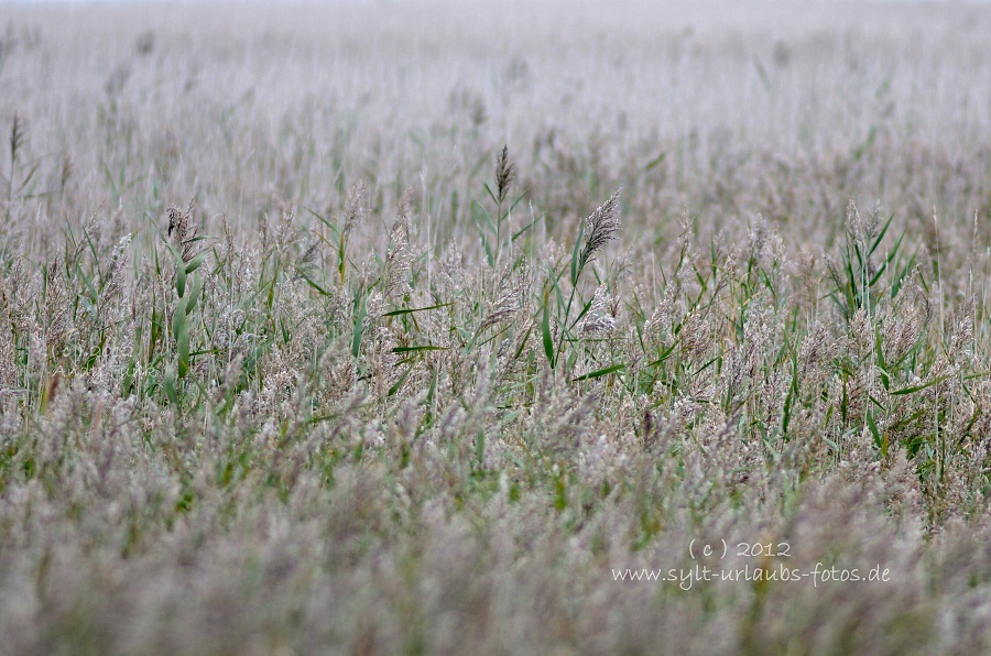 Sylt Braderup Heide Wattenmeer