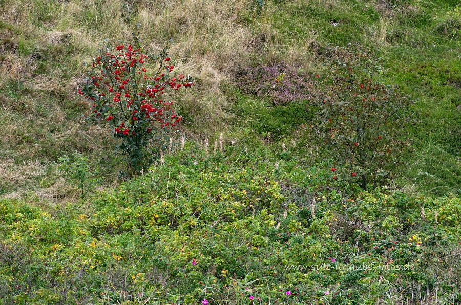 Sylt Braderup Heide Wattenmeer