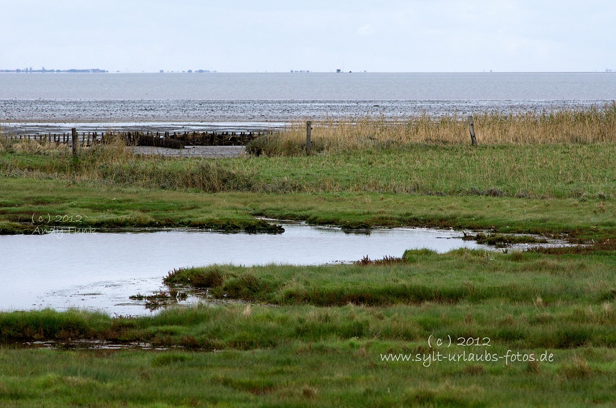 Sylt Braderup Heide Wattenmeer