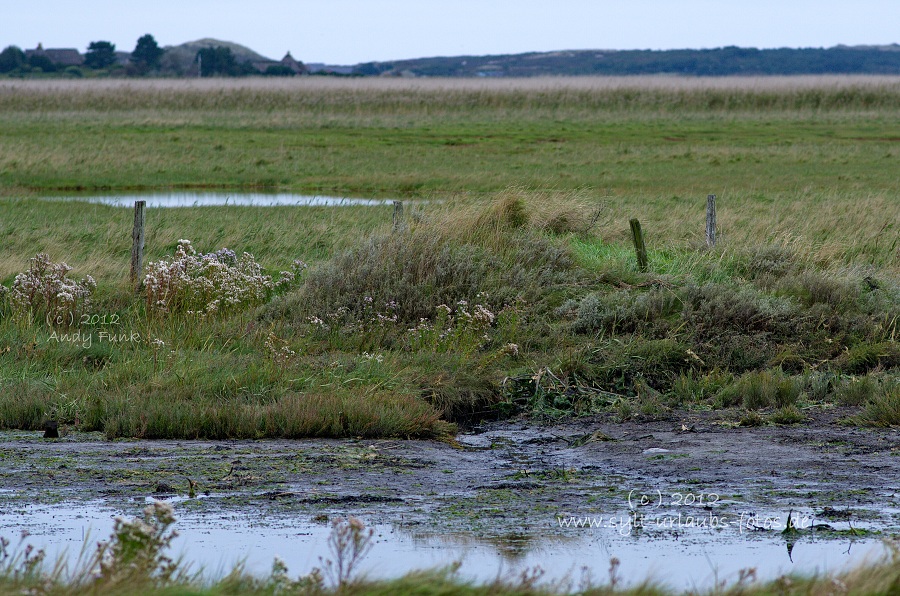 Sylt Braderup Heide Wattenmeer