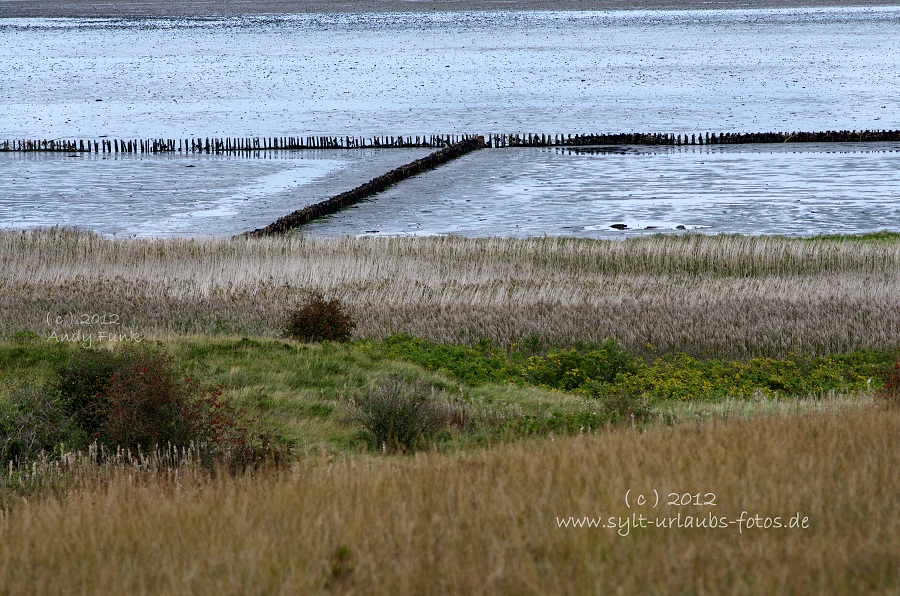 Sylt Braderup Heide Wattenmeer