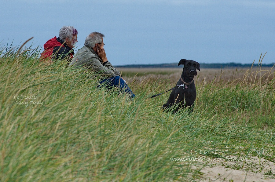 Sylt Braderup Heide Wattenmeer