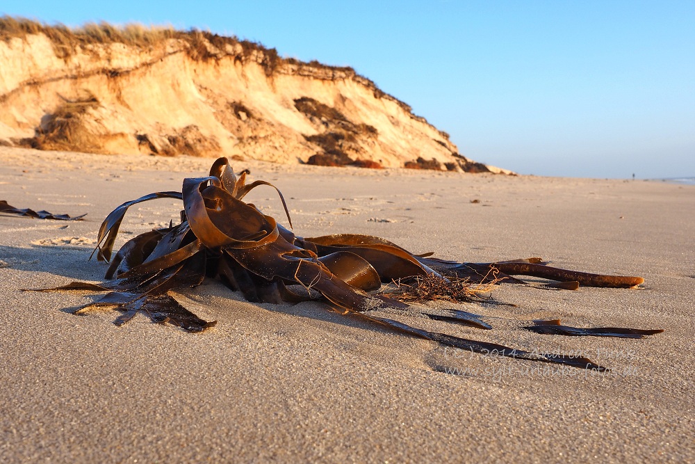 Sylt Hörnum Odde Februar 2014