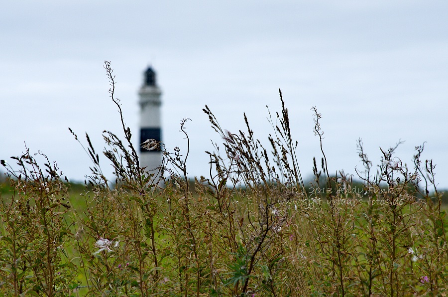 Sylt Kampen, rund um den Leuchtturm