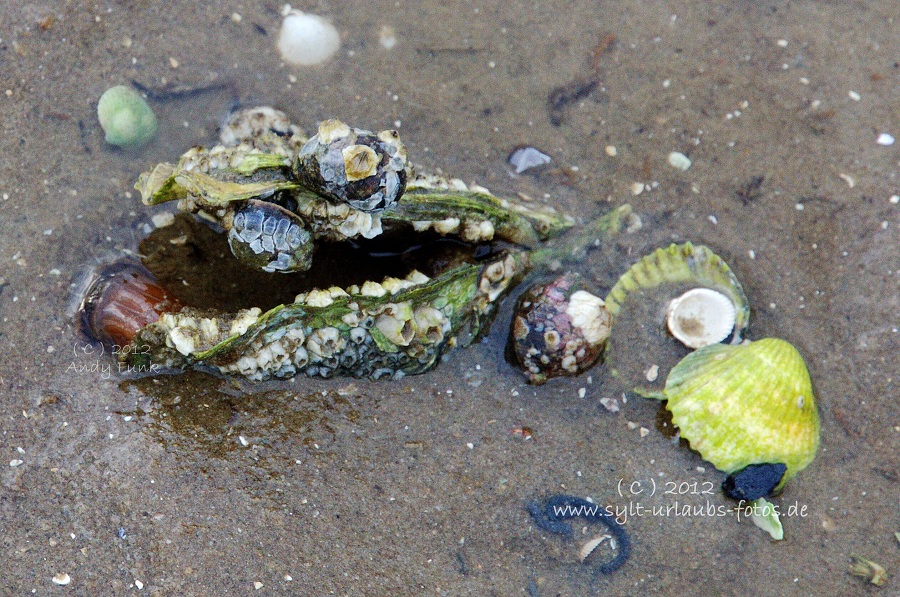 Sylt List Wattenmeer