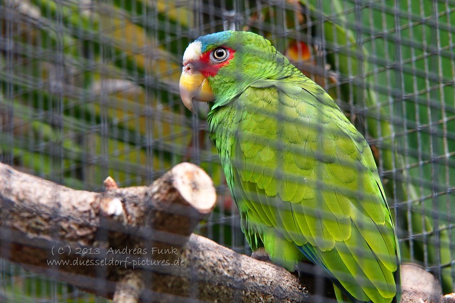 Loro Park Teneriffa 2013