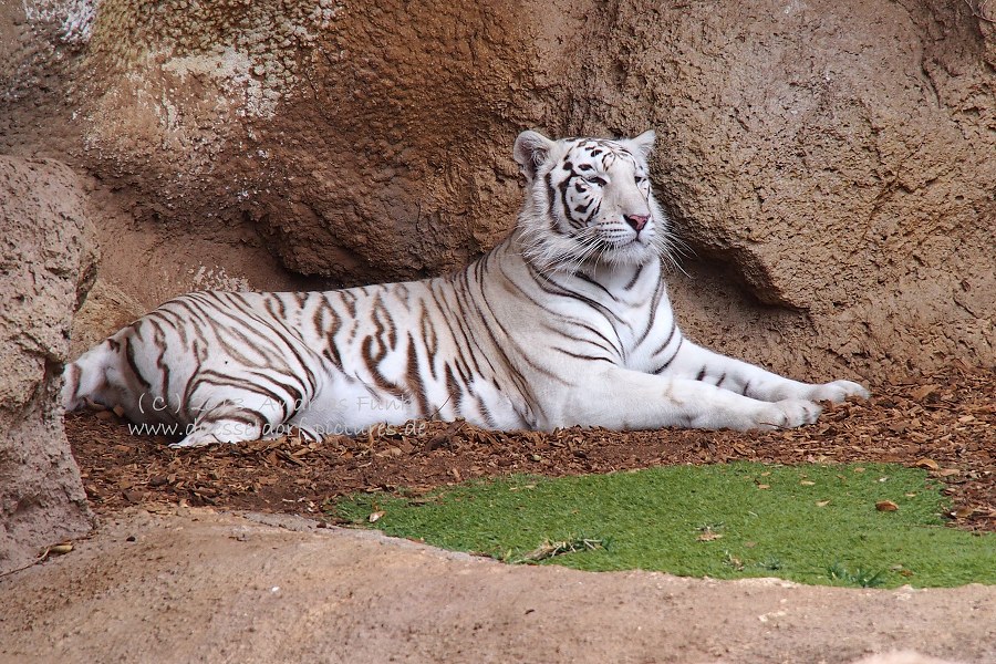 Loro Park Teneriffa 2013