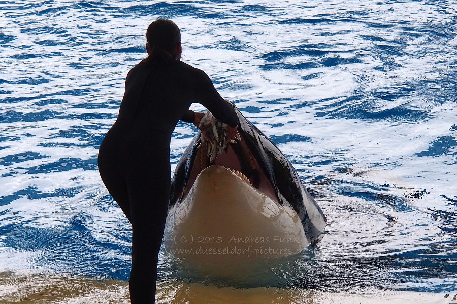 Loro Park Teneriffa 2013