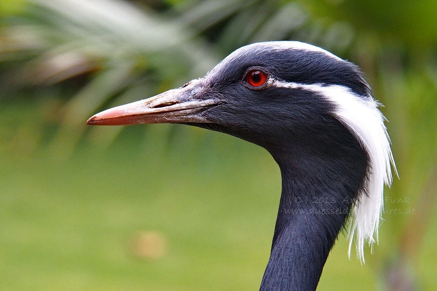 Loro Park Teneriffa 2013