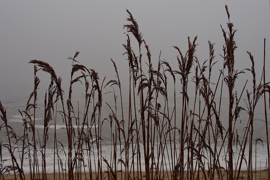 Sylt Winterspaziergang im Nebel Munkmarsch / Keitum