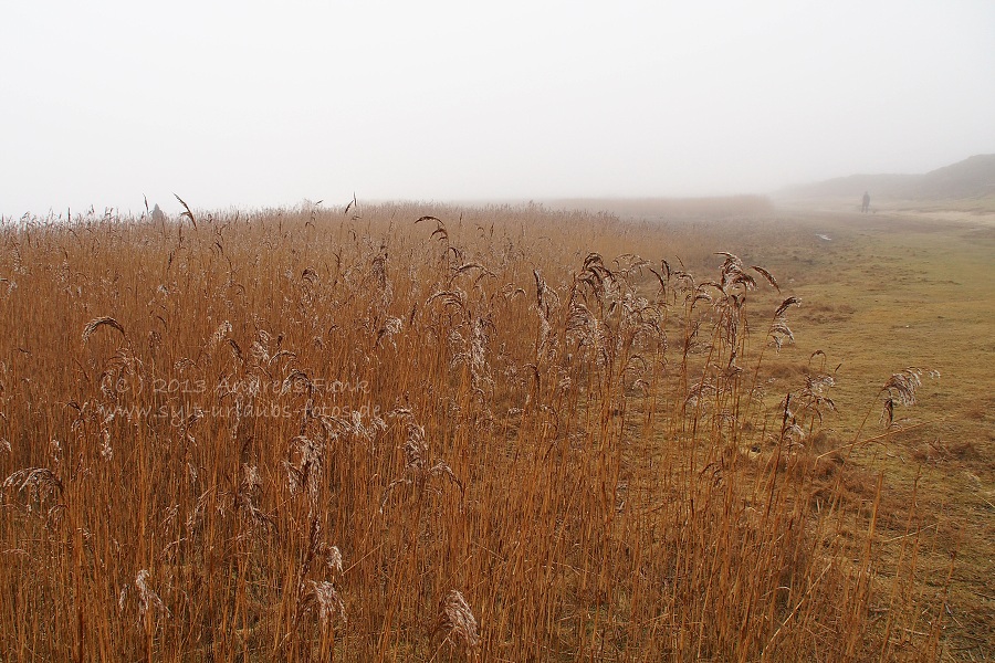 Sylt Winterspaziergang im Nebel Munkmarsch / Keitum