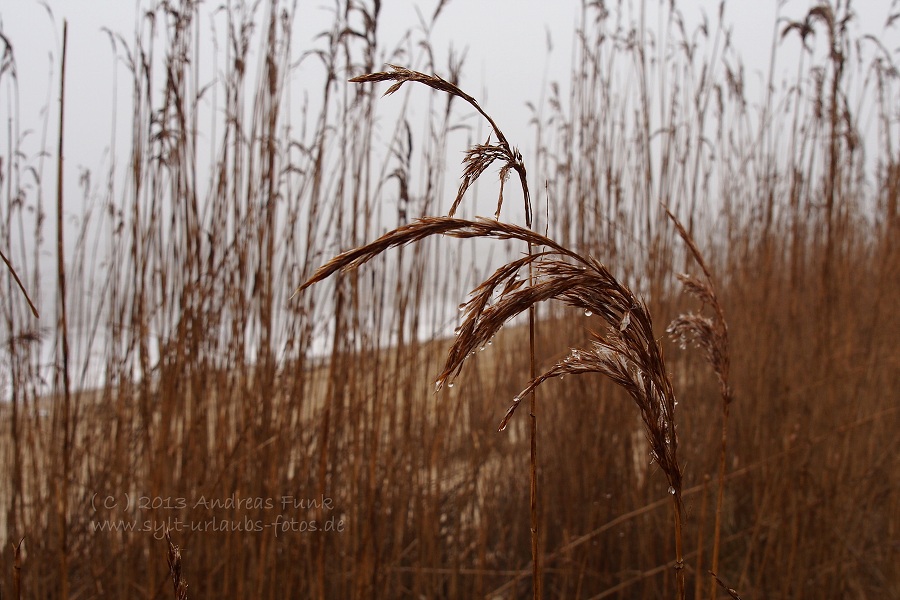 Sylt Winterspaziergang im Nebel Munkmarsch / Keitum