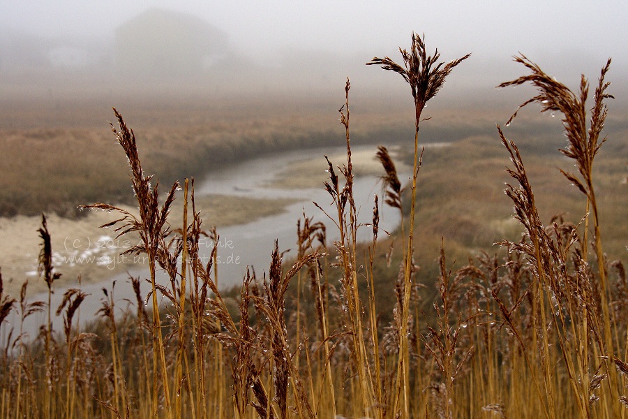 Sylt Winterspaziergang im Nebel Munkmarsch / Keitum