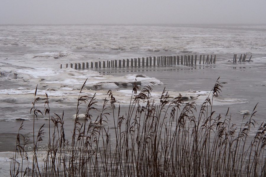 Sylt Winterspaziergang im Nebel Munkmarsch / Keitum