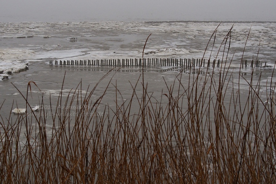 Sylt Winterspaziergang im Nebel Munkmarsch / Keitum