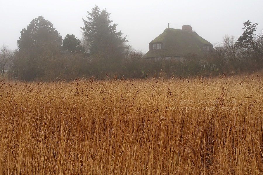 Sylt Winterspaziergang im Nebel Munkmarsch / Keitum