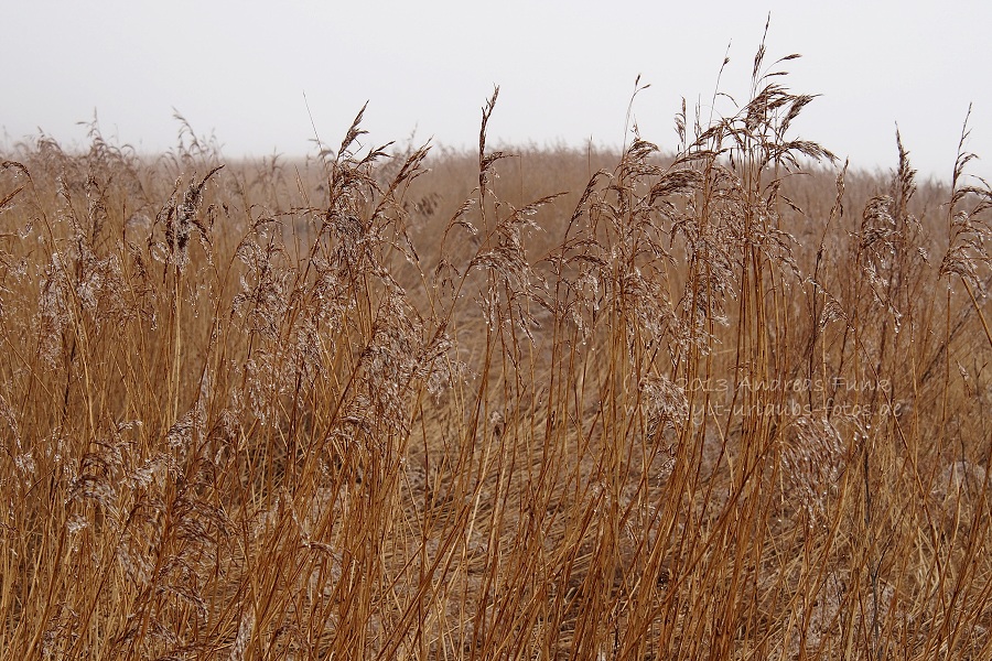 Sylt Winterspaziergang im Nebel Munkmarsch / Keitum