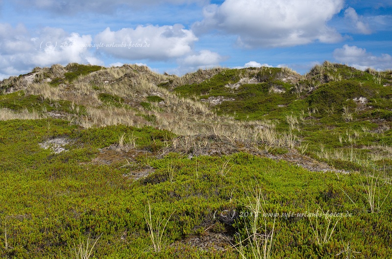 Sylt Hörnum Dünen