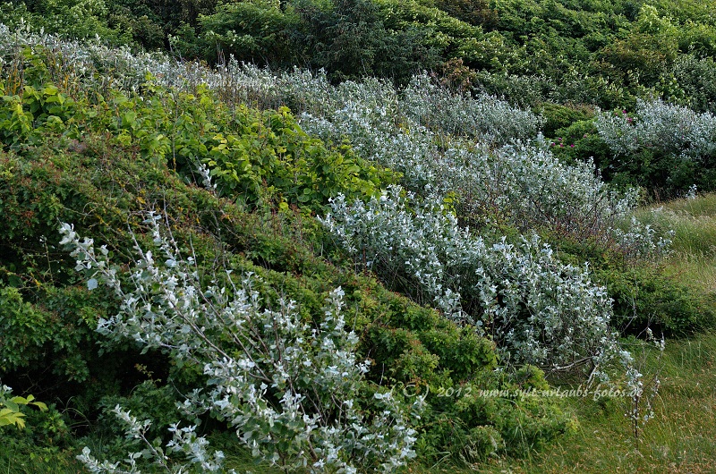 Sylt Hörnum Dünen