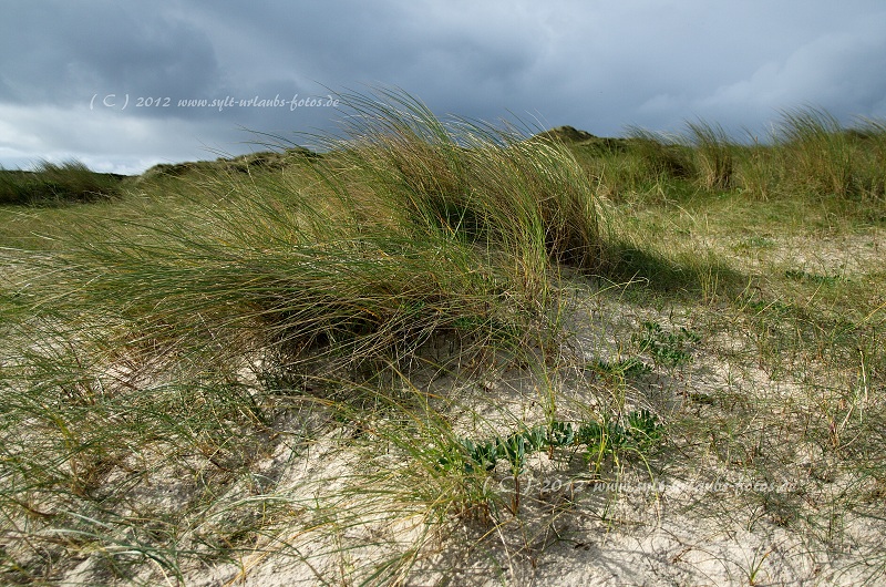 Sylt Hörnum Dünen