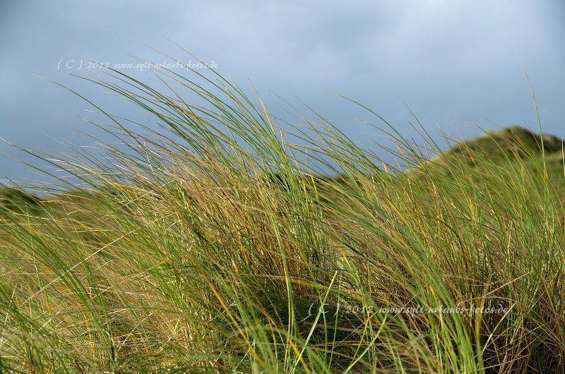 Sylt Hörnum Dünen