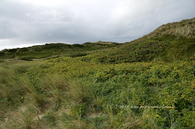 Sylt Hörnum Dünen