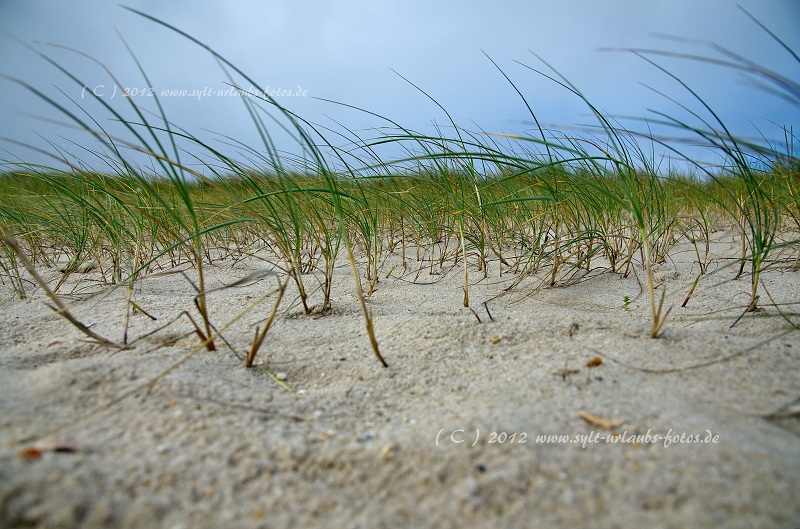 Sylt Hörnum Dünen