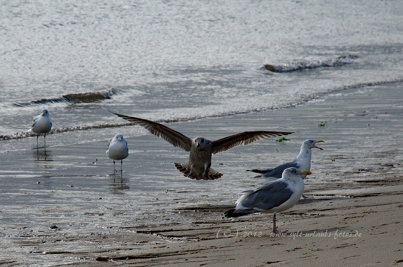 Sylt Hörnum Strand