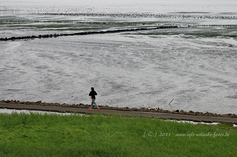 Insel Sylt Keitum Wattenmeer