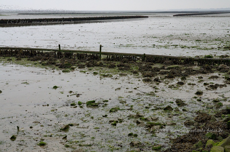 Insel Sylt Keitum Wattenmeer