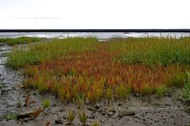 Insel Sylt Keitum Wattenmeer