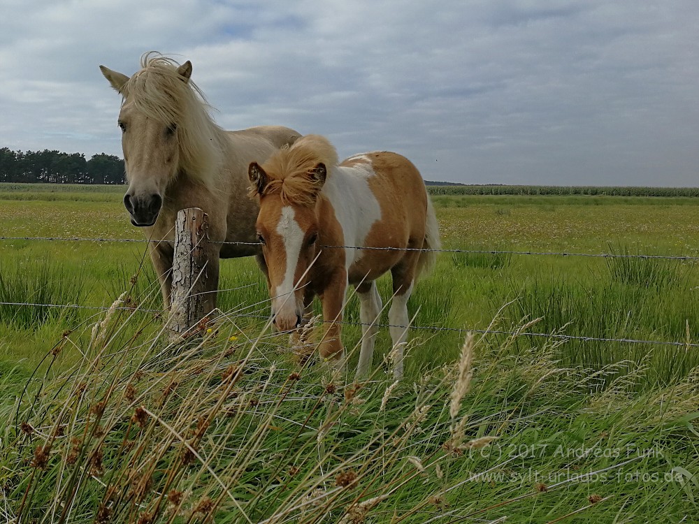 Sylt Rømø Tour mit Falk Eitner