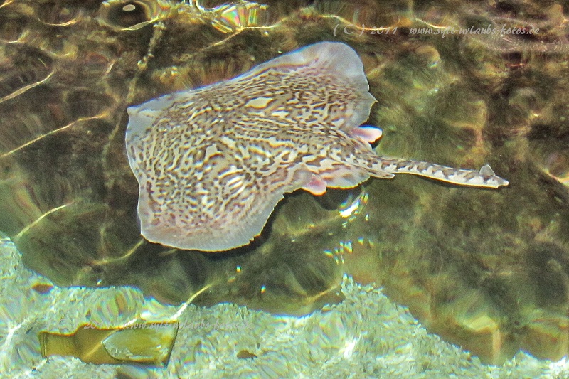 Insel Sylt Westerland Aquarium