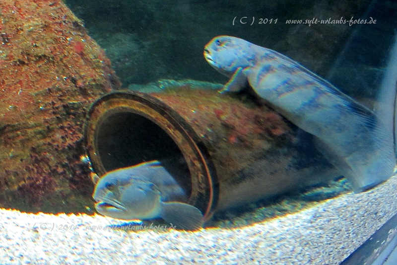 Insel Sylt Westerland Aquarium