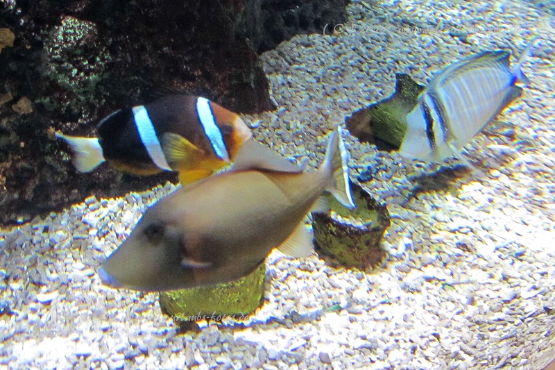 Insel Sylt Westerland Aquarium