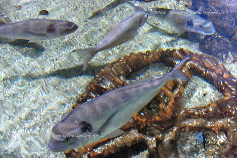 Insel Sylt Westerland Aquarium