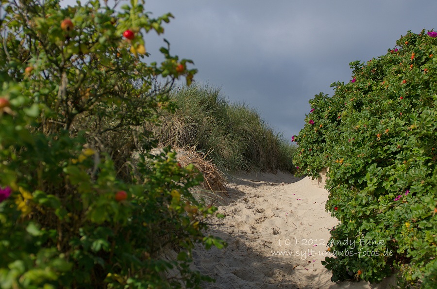 Sylt Westerland Dikjen-Deel