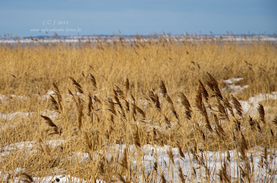 Sylt Winter 2012 - am Morsum Kliff