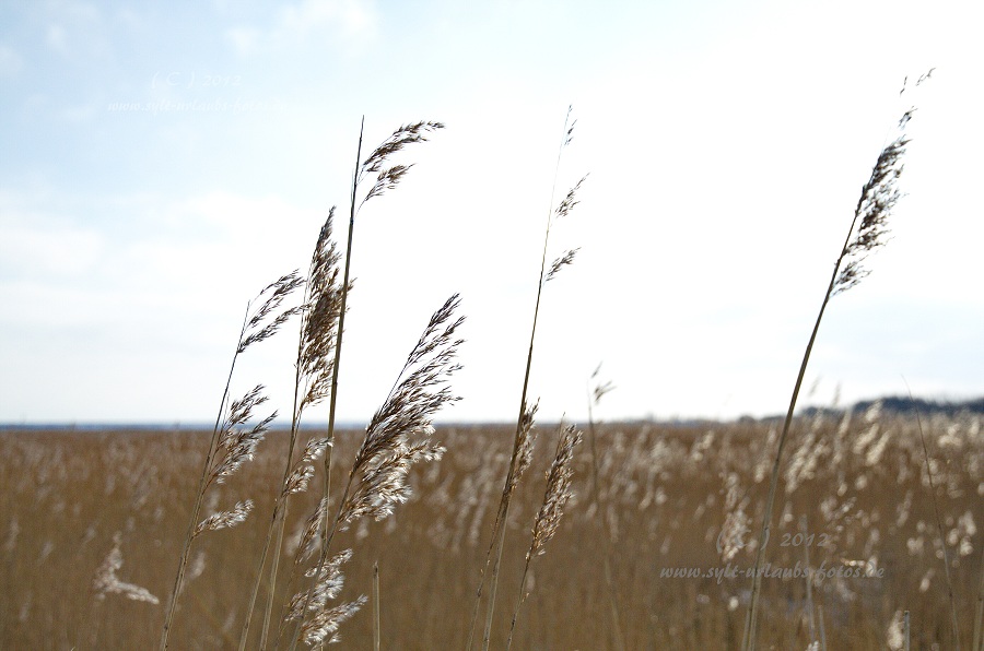 Sylt Winter 2012 - am Morsum Kliff